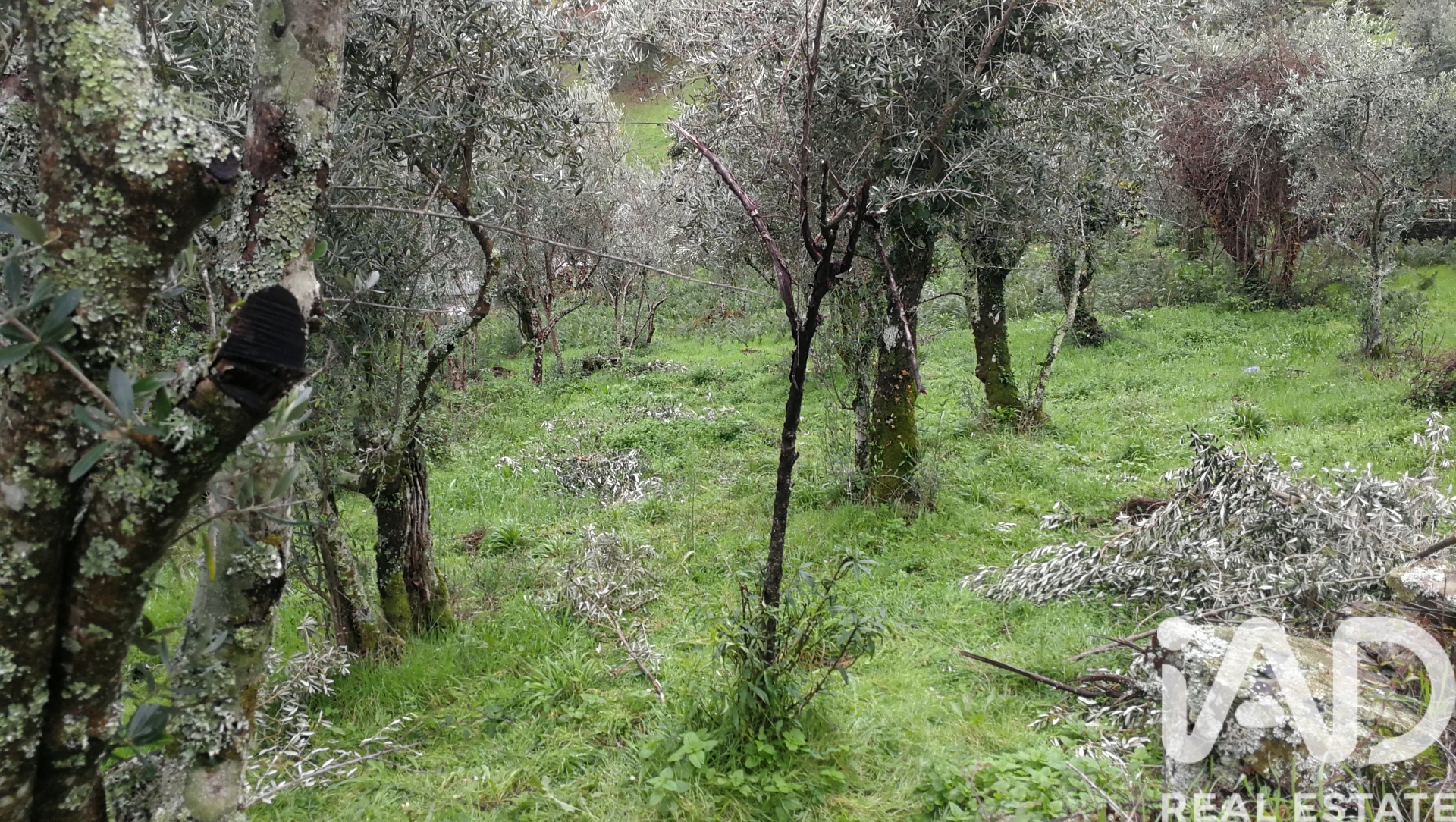 Moradia T0 à venda em Amioso Cimeiro, Góis — foto 15