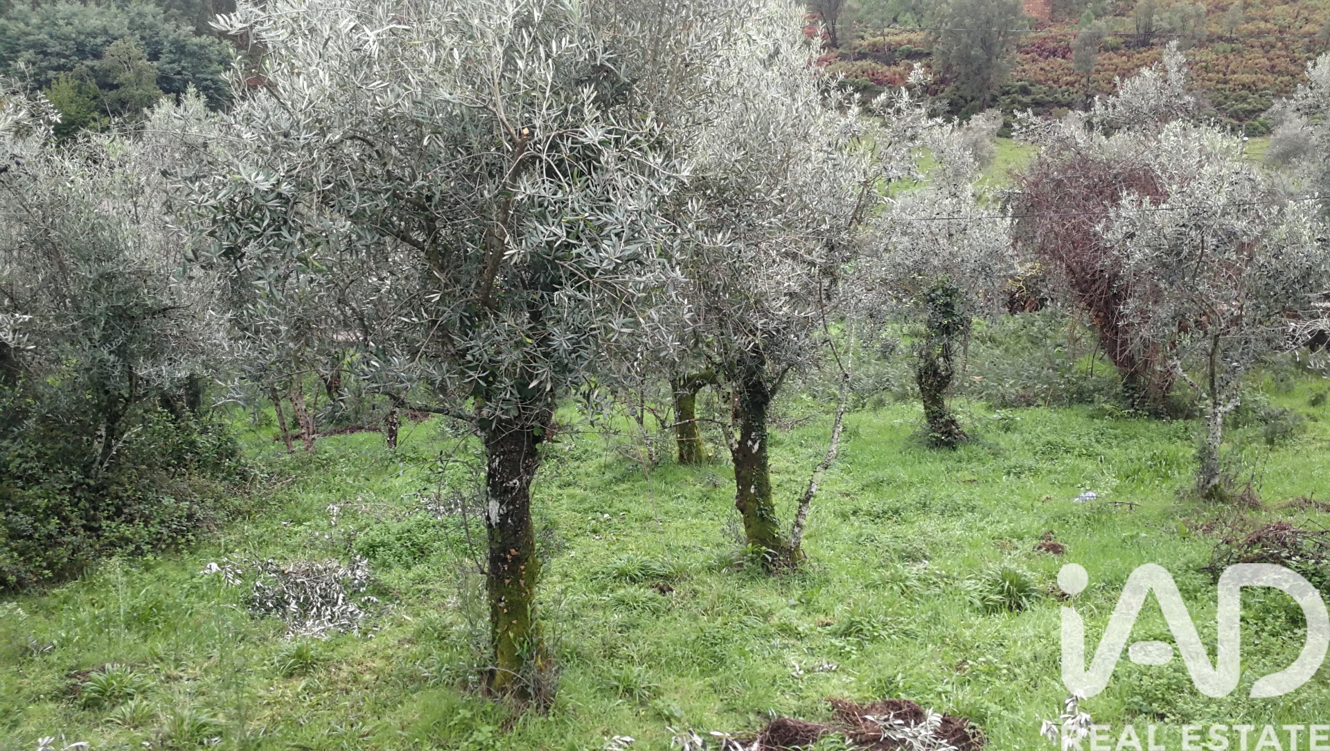 Moradia T0 à venda em Amioso Cimeiro, Góis — foto 16