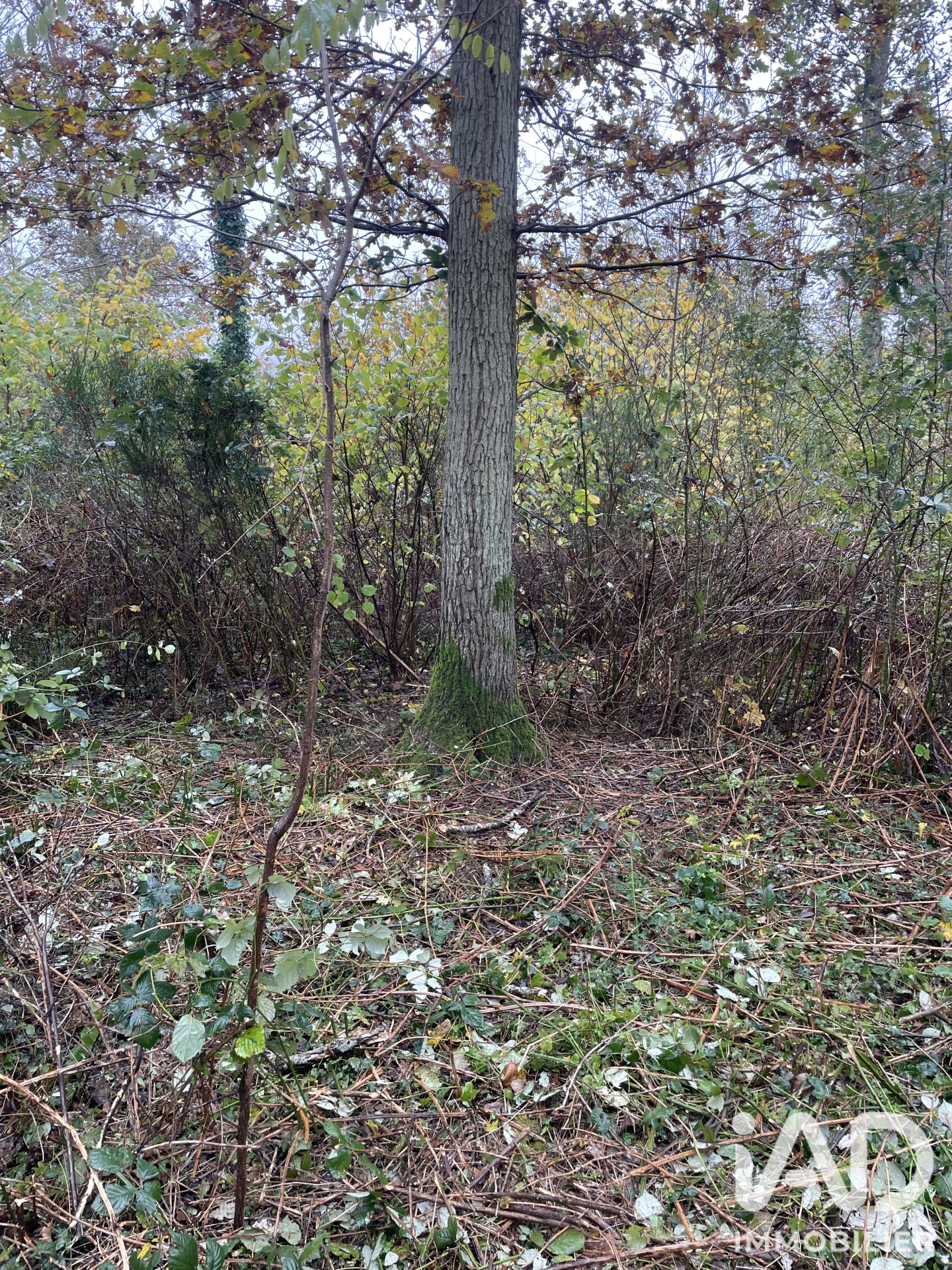 Vente Terrain 3 878 m²