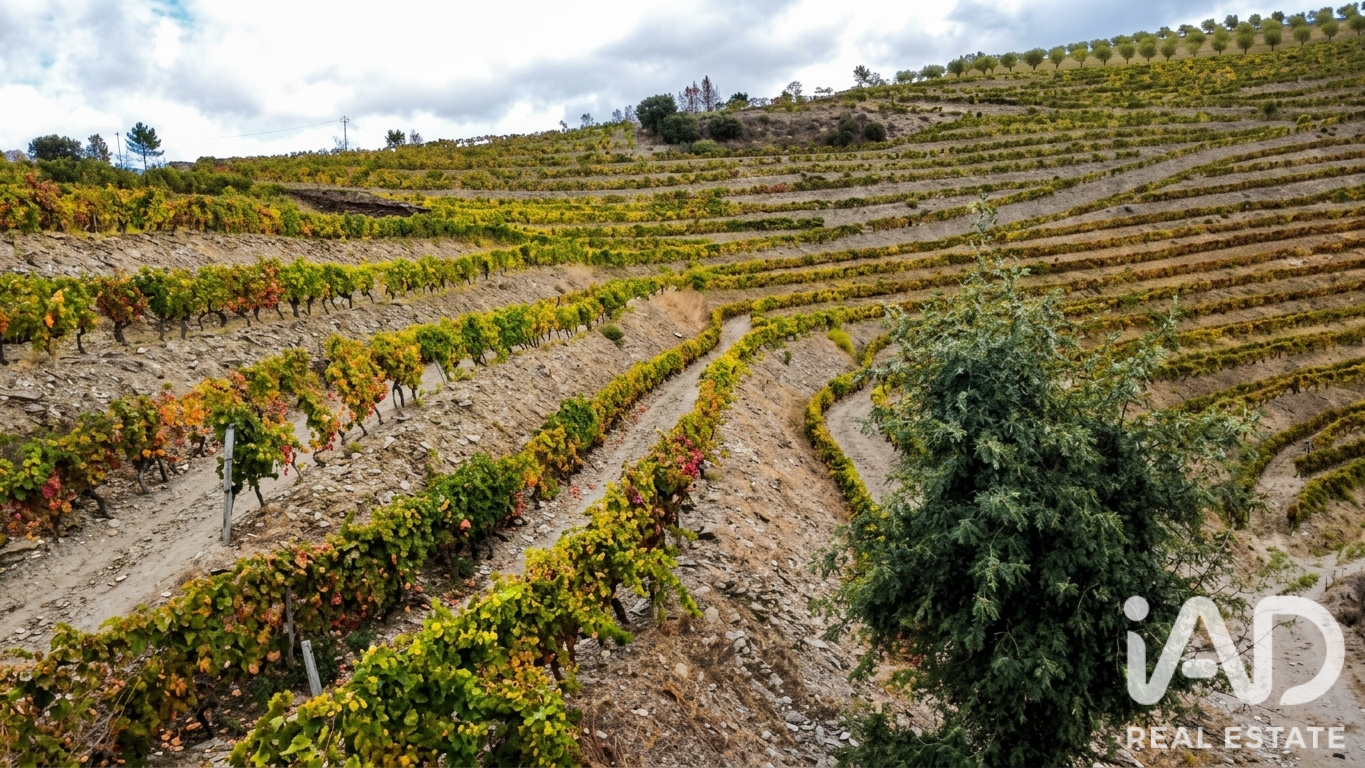 Quinta agrícola  em Cedovim