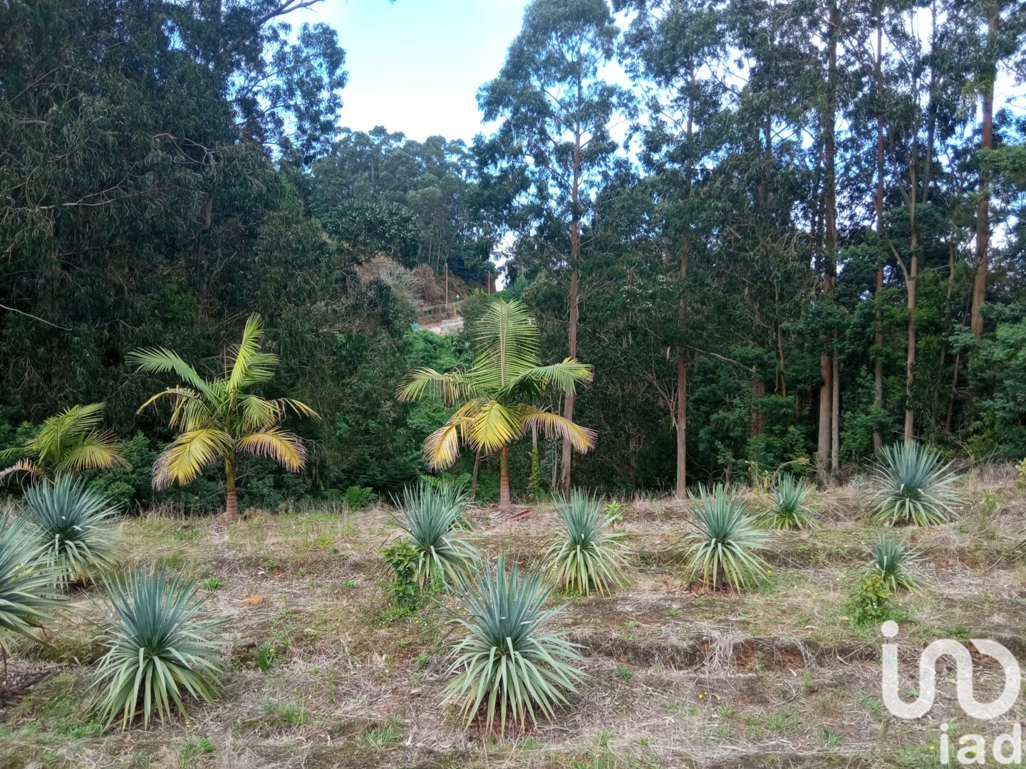 Moradia T3 à venda em São Jorge, Santana — foto 14