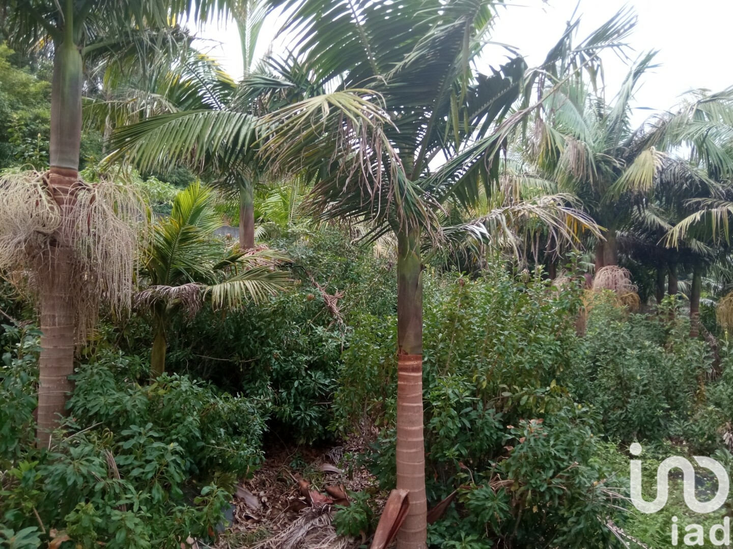 Moradia T3 à venda em São Jorge, Santana — foto 9