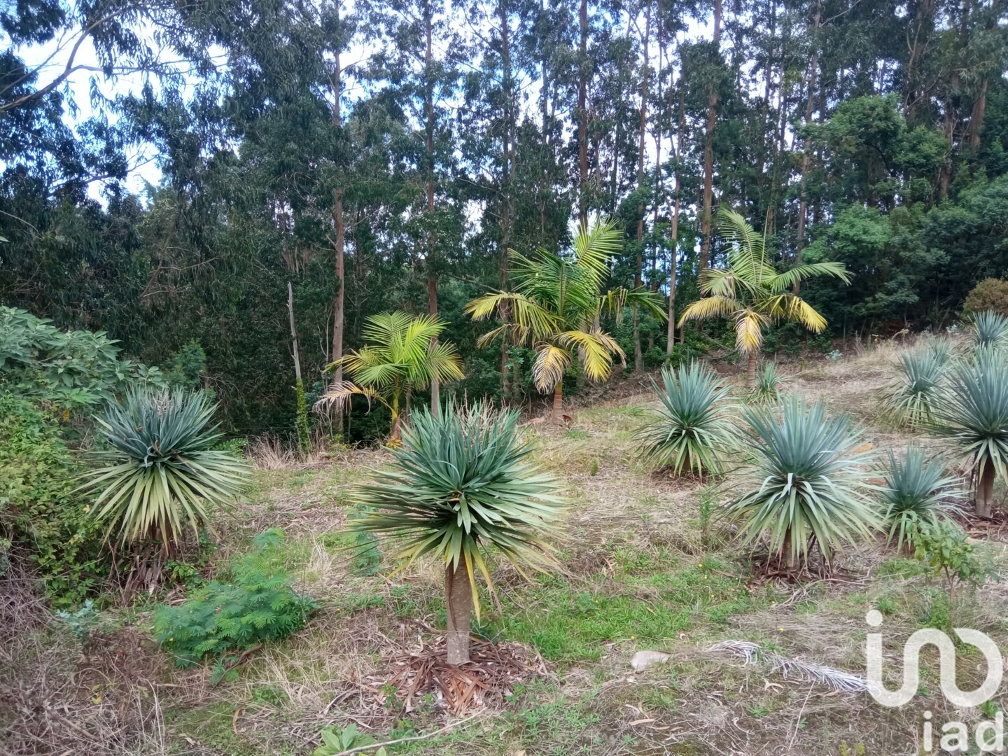 Moradia T3 à venda em São Jorge, Santana — foto 13