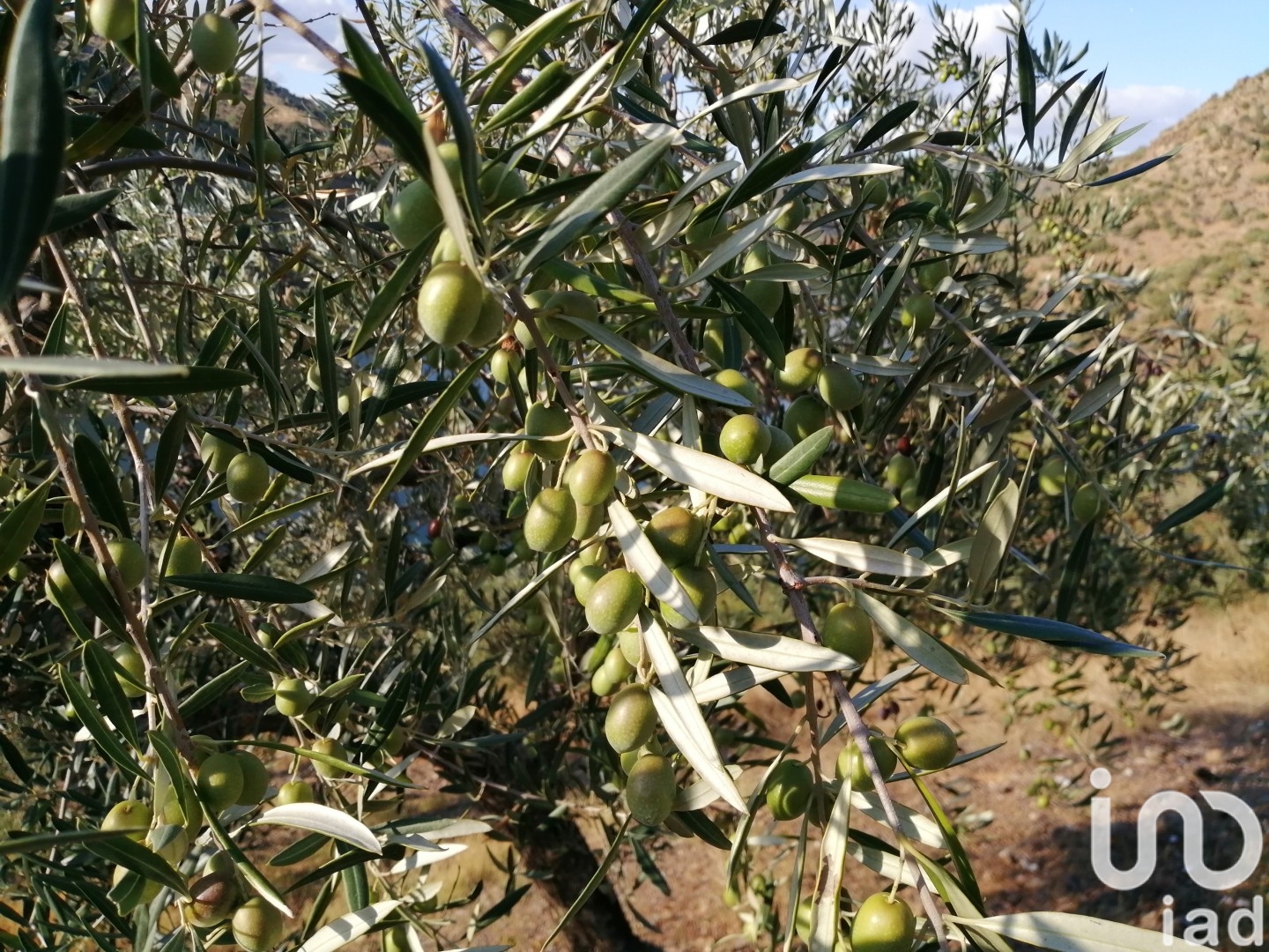 Moradia T2 à venda em Lagoa, Macedo de Cavaleiros — foto 16